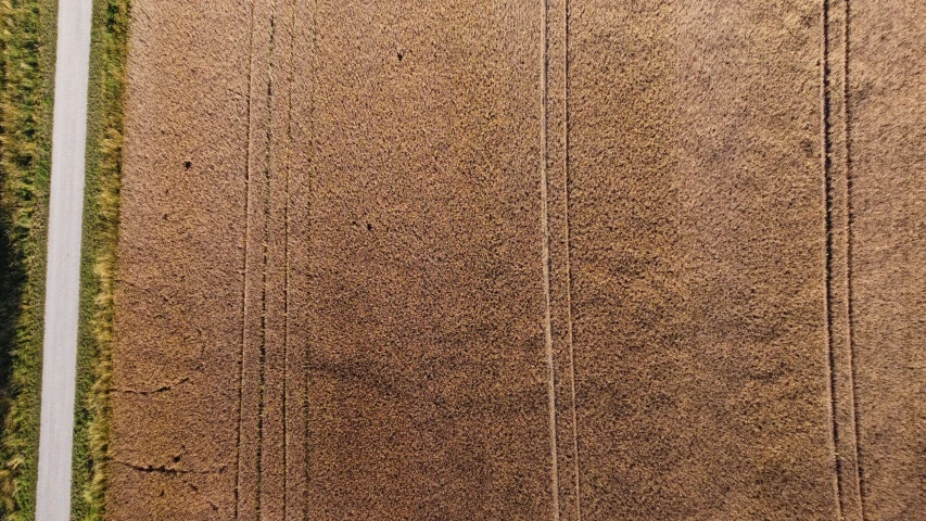 an aerial view of a long grain field