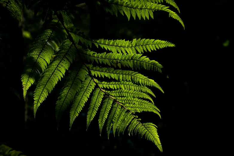 a fern leaves is shown at night time