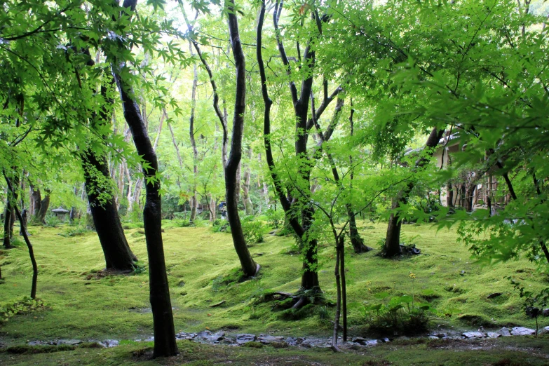 a grassy area with trees, stream and a wooden structure