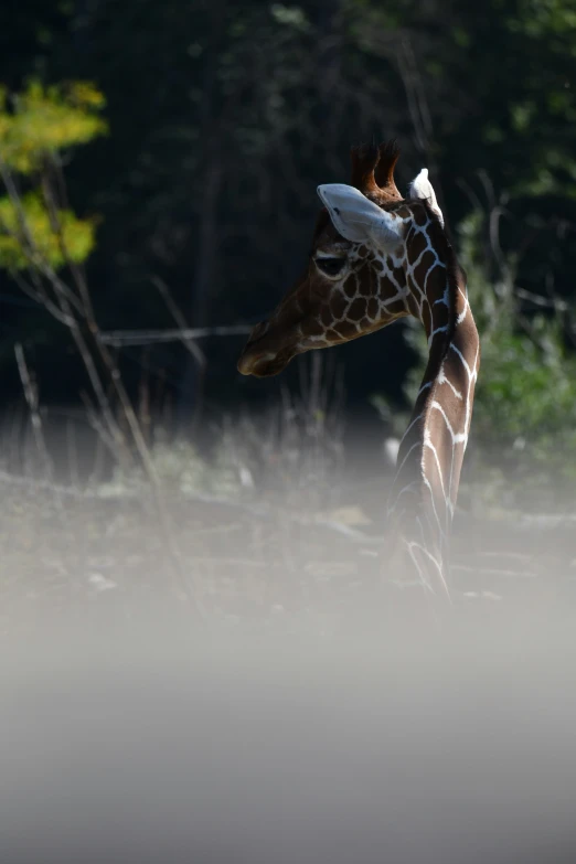 there is a giraffe that has it's head turned to the side