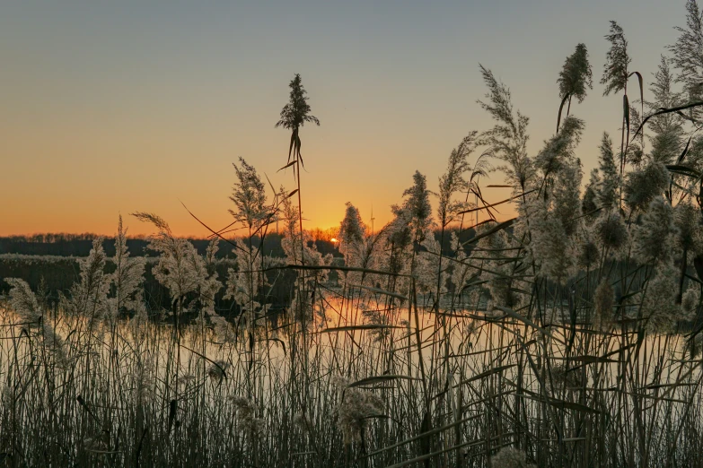 sunrise view through thick brush with a lake and setting sun in the background