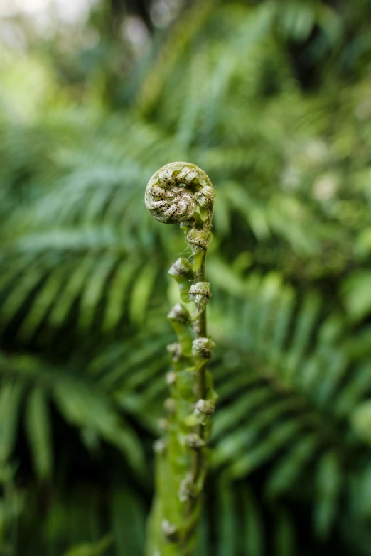 a close up of a plant with some leaves