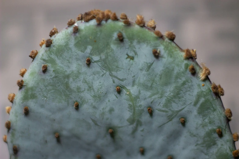 an up close view of a cactus with multiple seeds