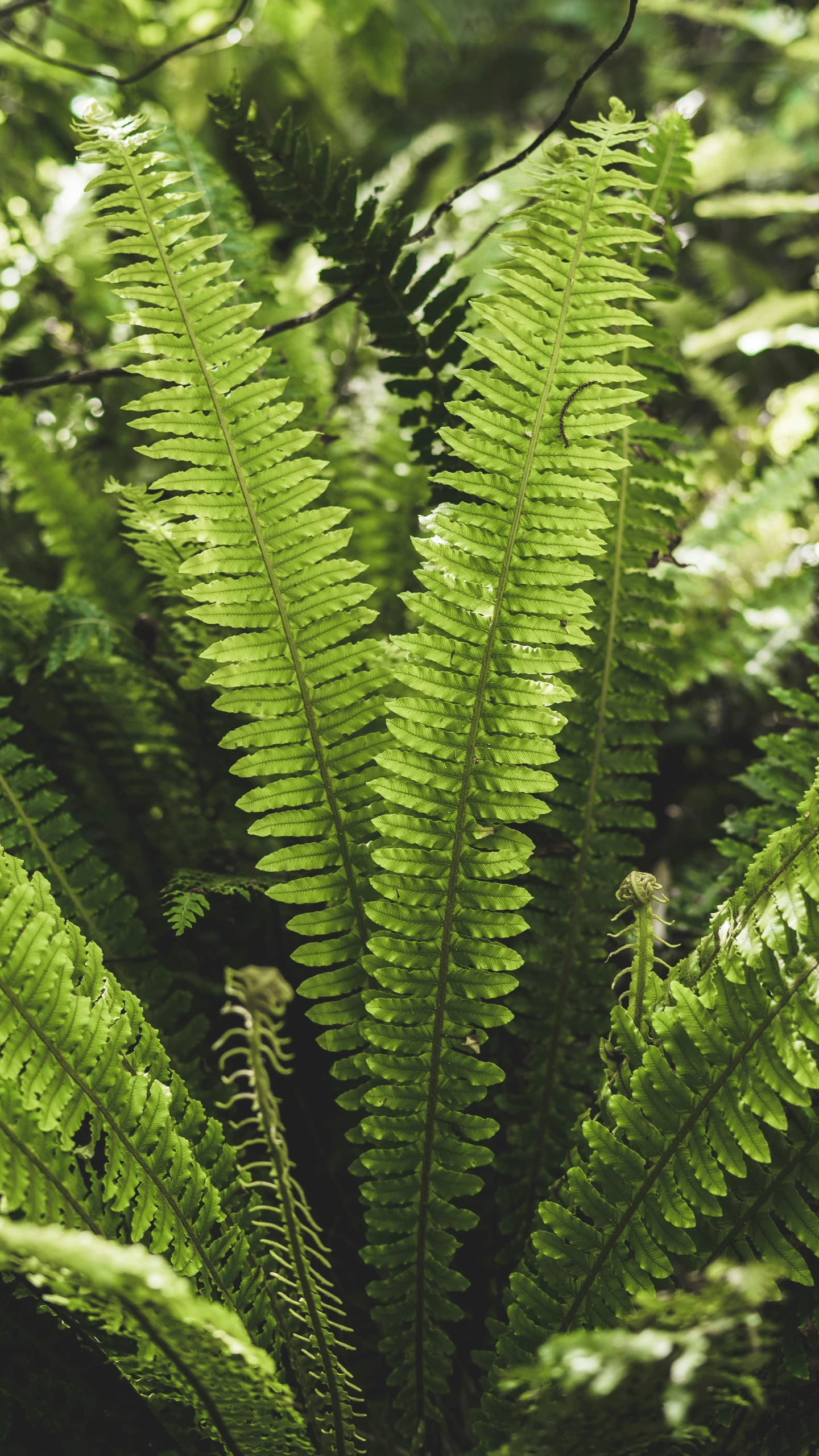 the close up s of a green fern leaves