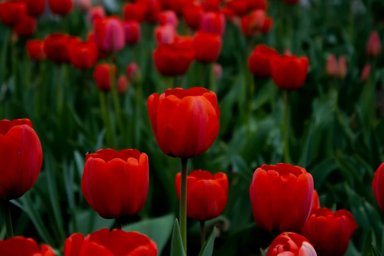 a field full of red tulips on the ground