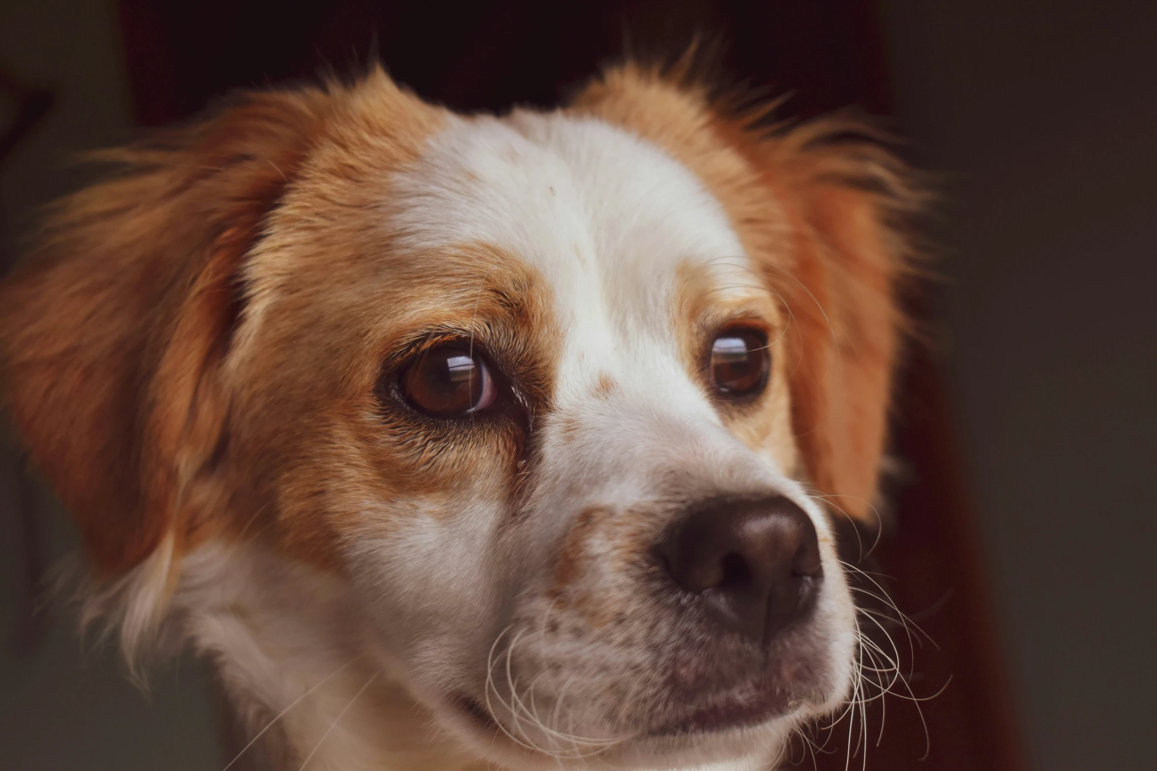 a closeup po of a dog with dark eyes