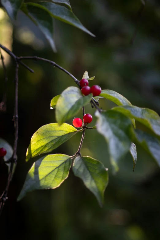 a close up of a tree with some fruit on it