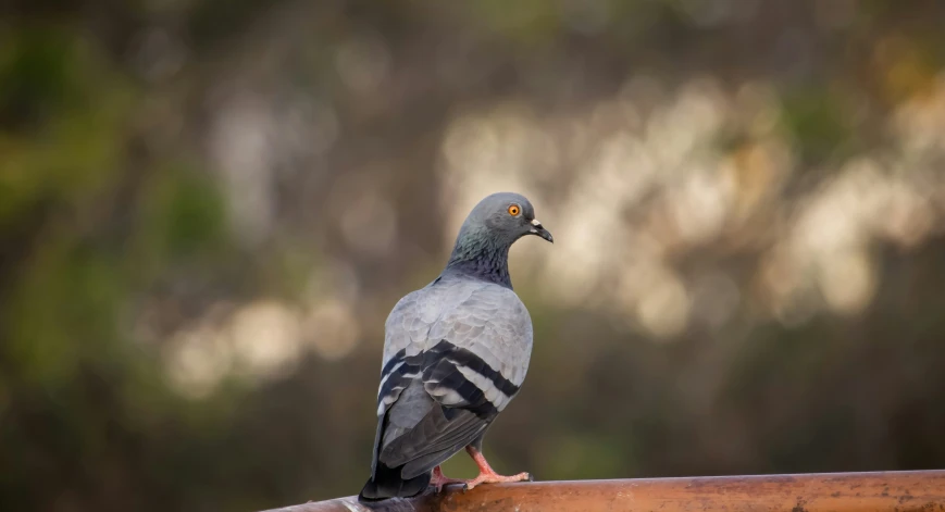 a pigeon perched on top of a wooden fence