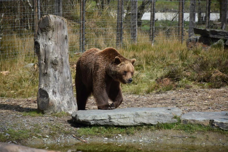 a brown bear is walking next to a fence