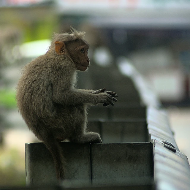 a monkey sits on a fence looking down