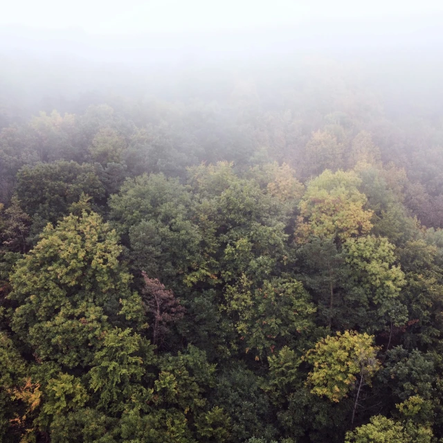 an aerial s of the tops of a thick forest