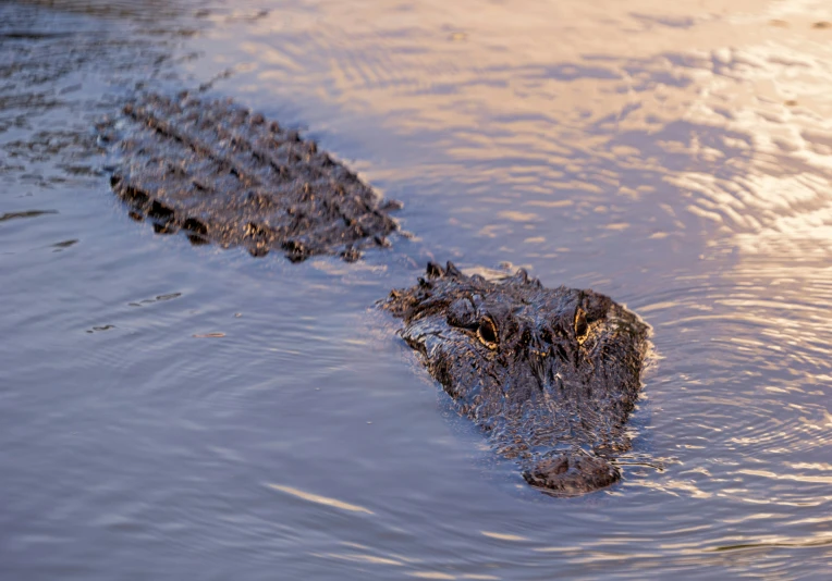 a crocodile's head submerged in the water near a fence