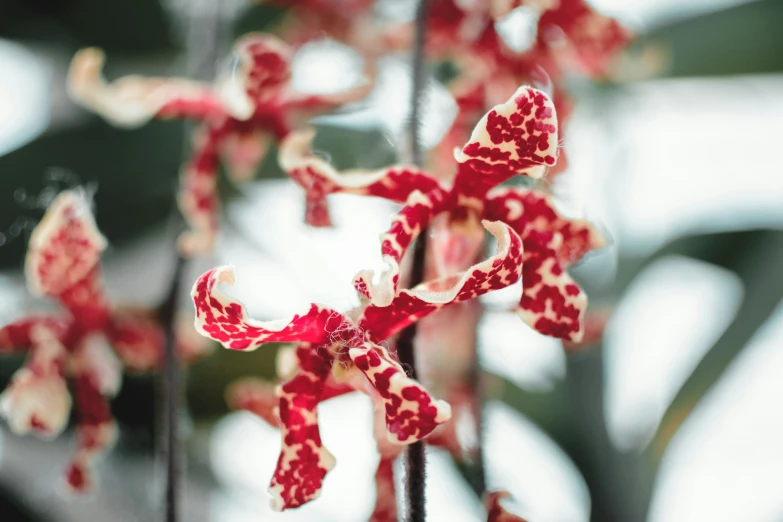 red flowers in bloom on a stalk against a blurred background