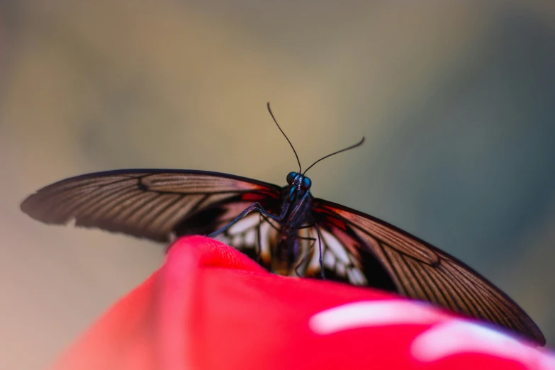 the underside of a erfly perched on a flower