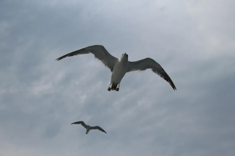 a seagull flying in front of a cloudy sky