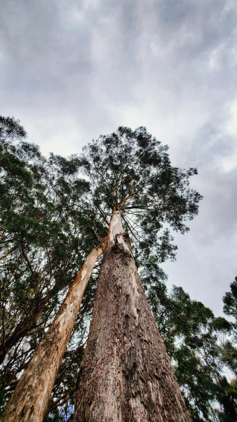 the tall trees are reaching upward towards the sky