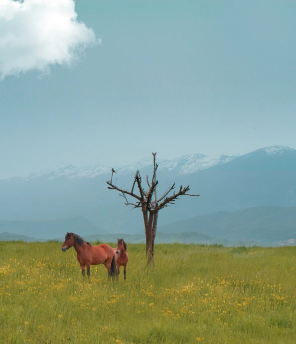 a horse in the field near a tree and mountains