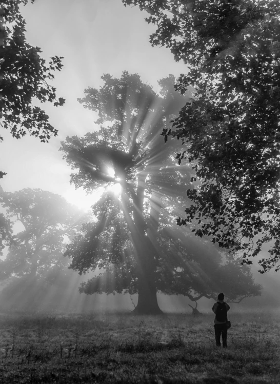 a man standing in the shade of a giant tree