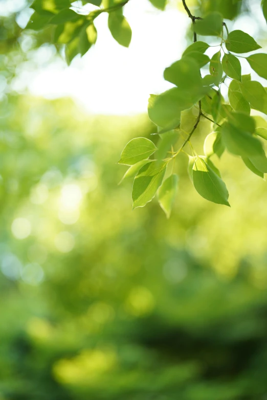 the sunlight is shining through the leaves of some trees