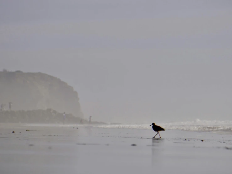 a bird stands on the beach in the fog