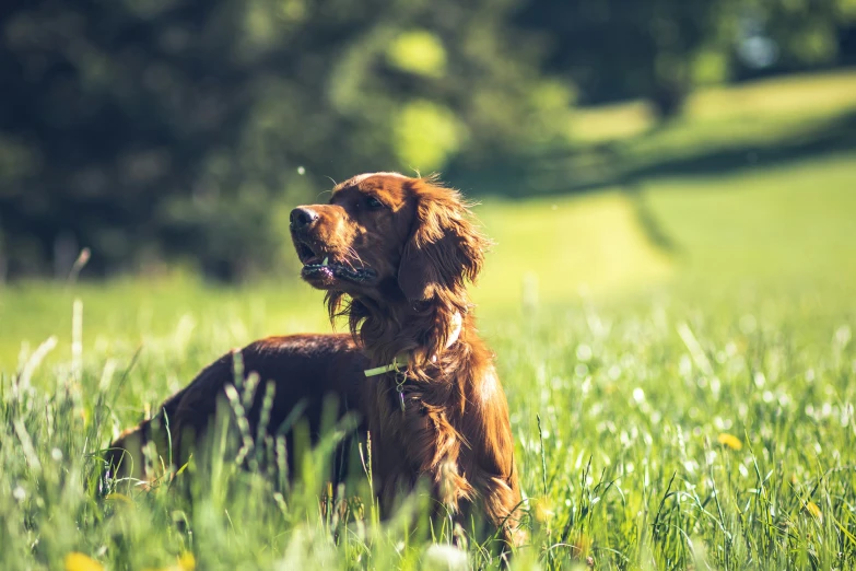 a brown dog standing in tall grass with its mouth open