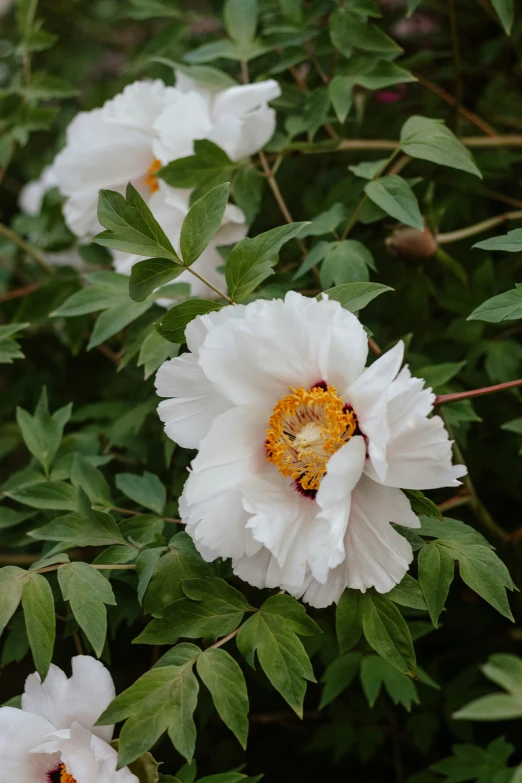 there are white flowers with orange centers in the bush