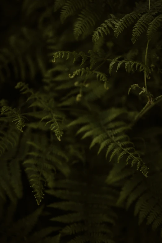 the light from behind the ferns is dimming