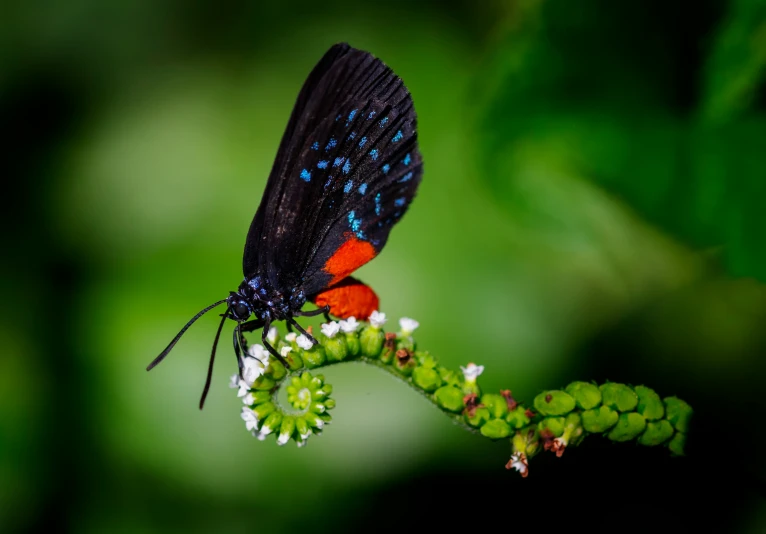 a black erfly sits on a small white flower