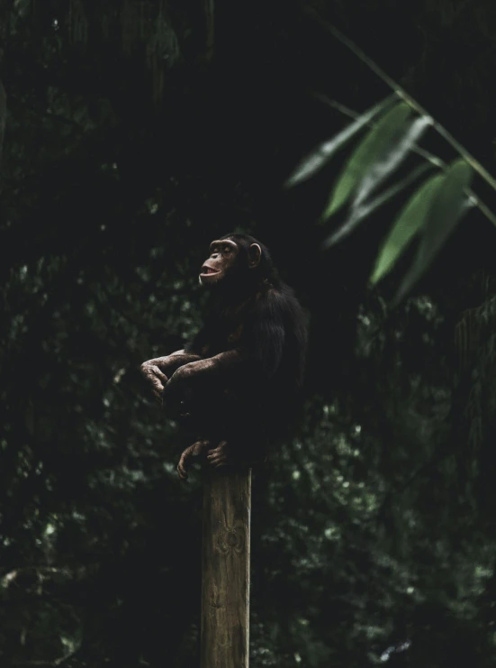 a monkey sitting on top of a wooden post