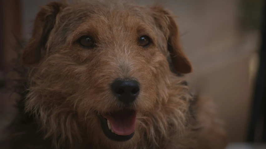 an adorable dog with its mouth open by the door