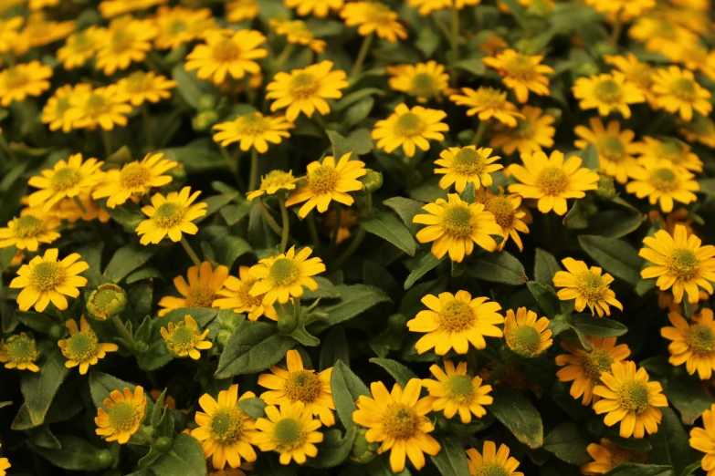 a large group of yellow flowers in the middle of some plants