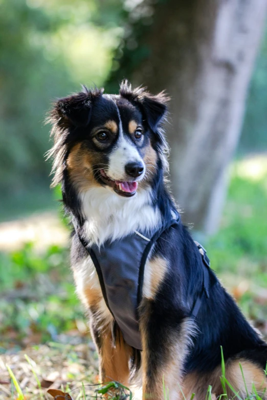 a dog that is wearing a shirt in the grass