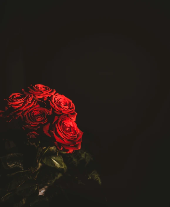 two large red roses are on the dark surface