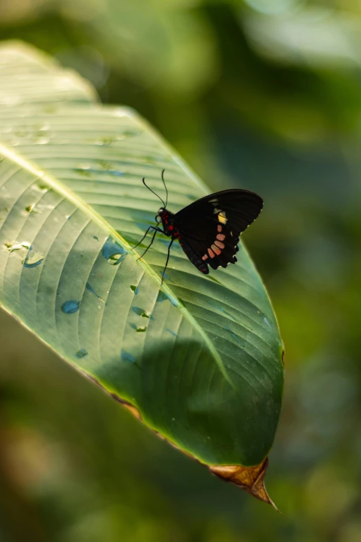 a erfly that is sitting on a leaf