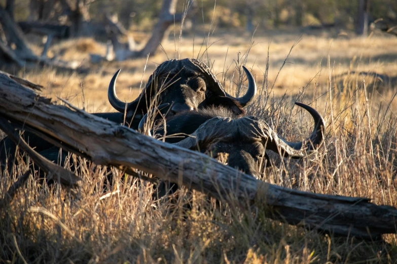 two young elephants are walking in a grass field