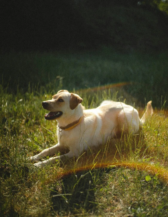 a dog is laying in a grassy field