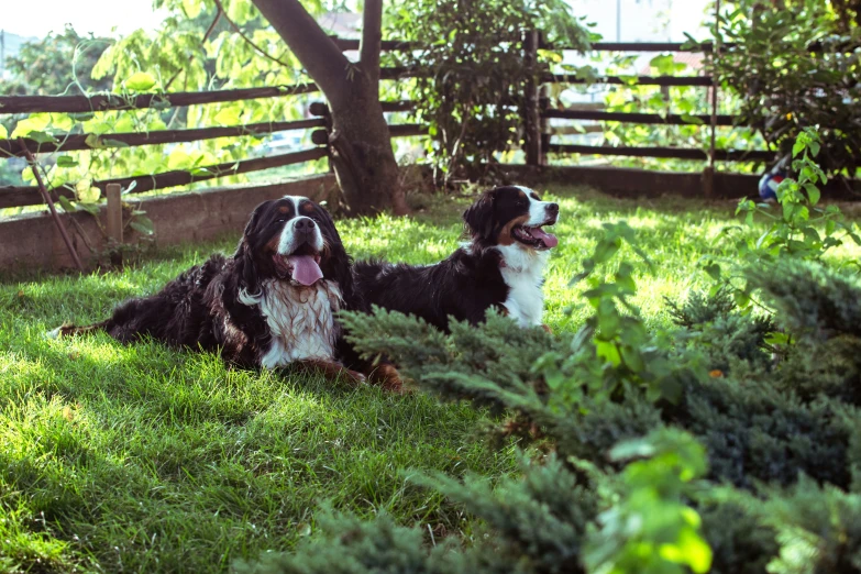 two dogs in the grass near some trees