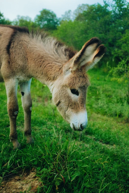 the brown donkey is grazing on green grass