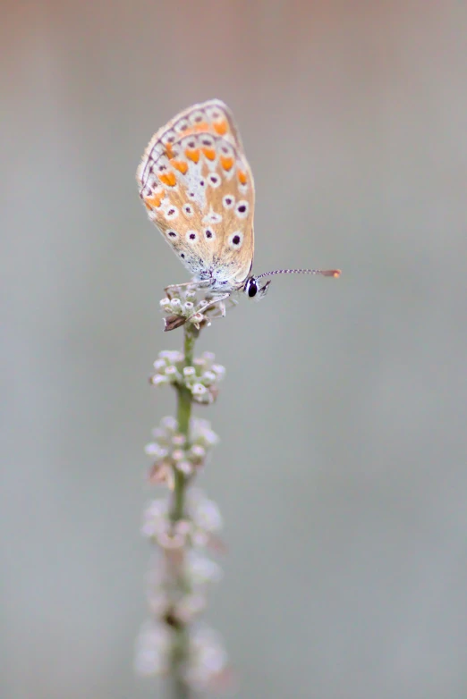 a white and orange erfly is sitting on a plant