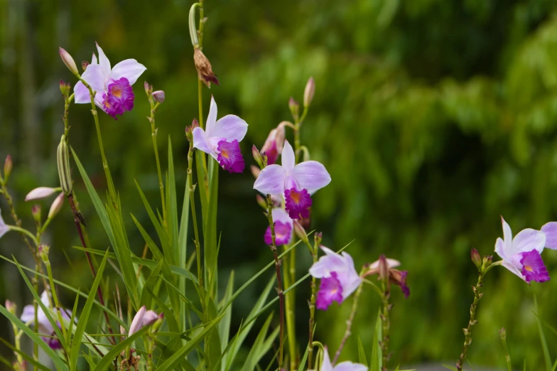 some purple and white flowers are growing on a plant