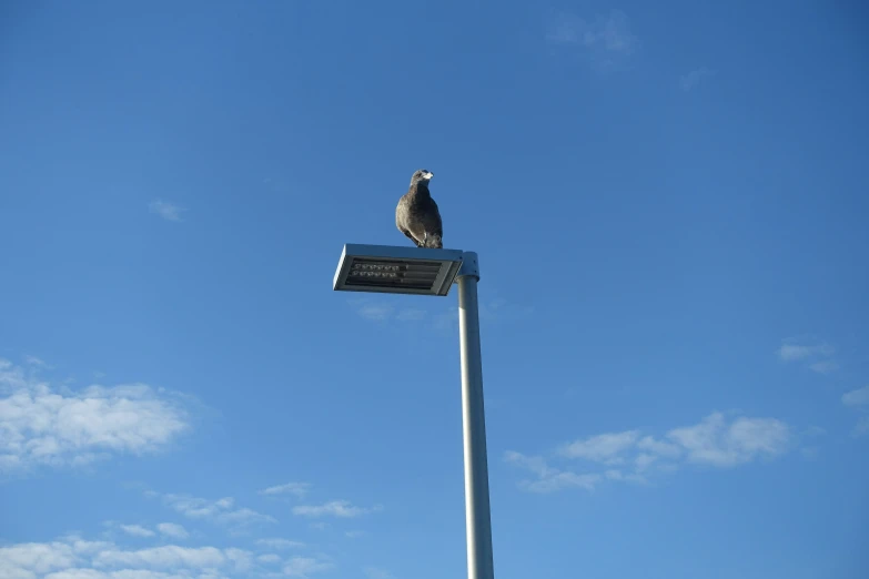 a bird sits on top of a sign post