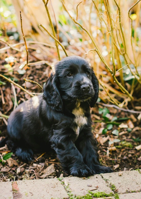 a small black dog laying on top of a forest floor