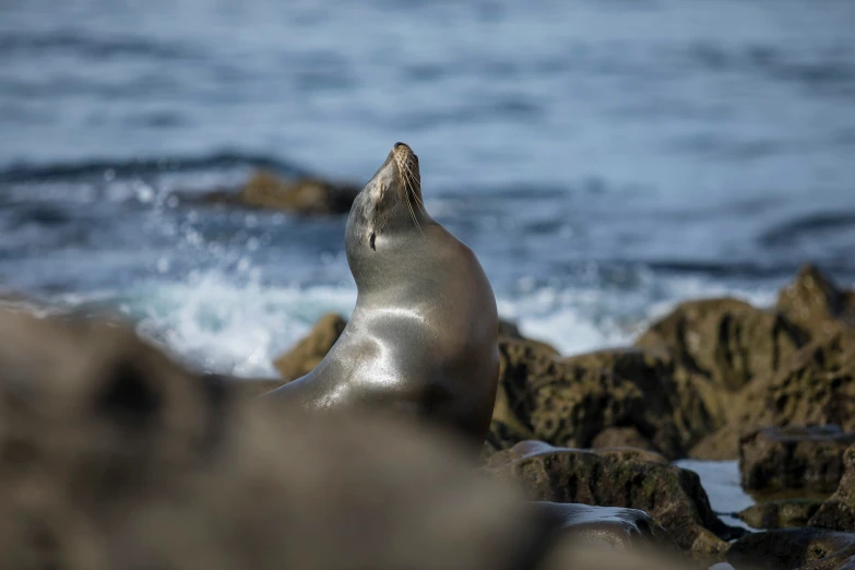 a seal sits on some rocks by the ocean