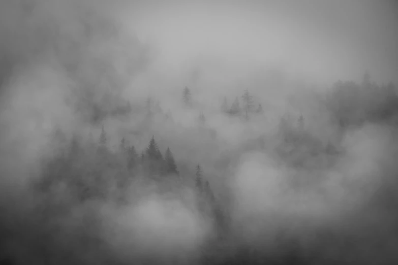 a black and white po of trees in fog