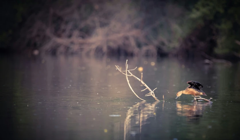 a bird is looking down while in the water