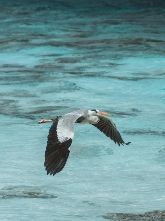 a white bird flying over blue water