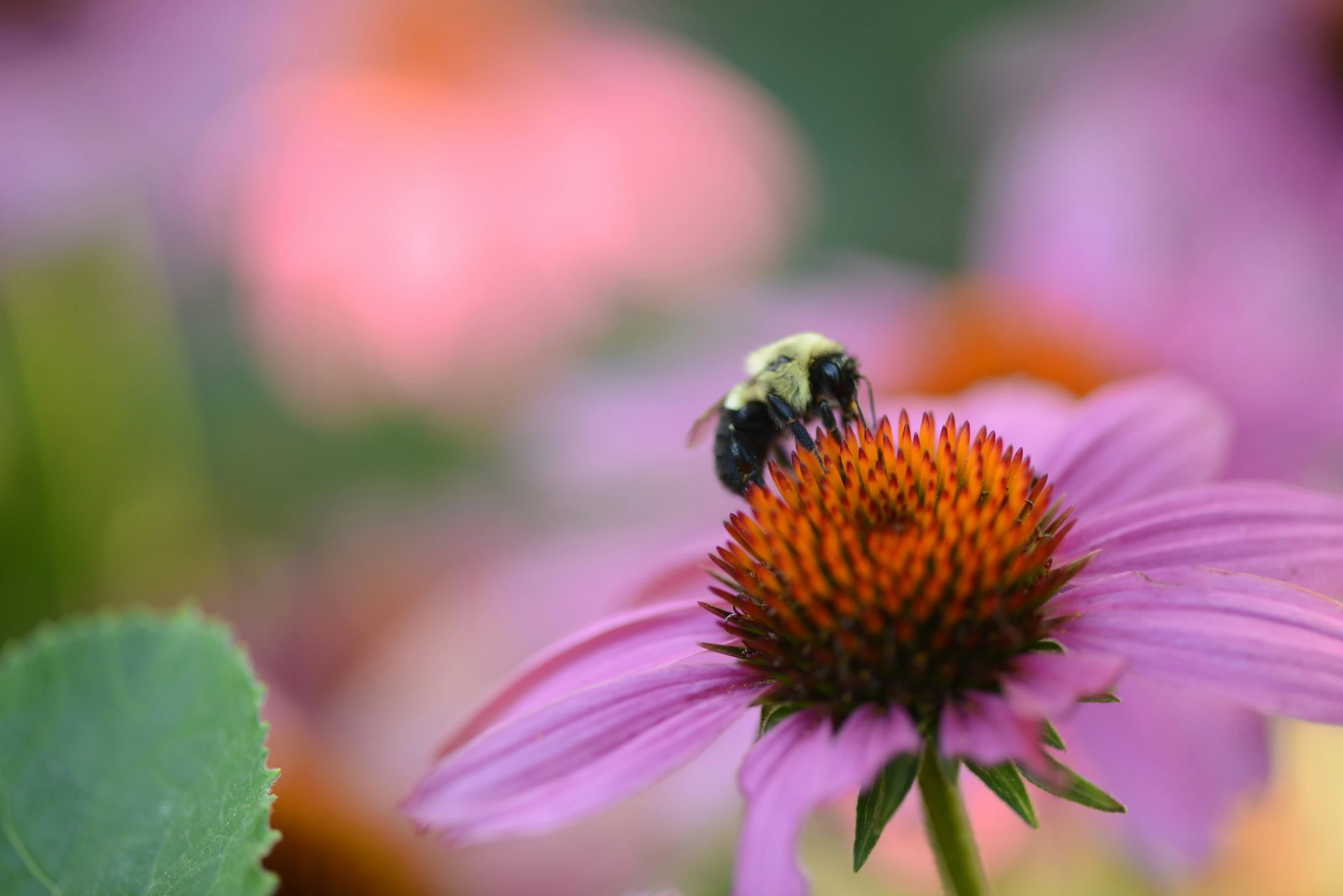 a close up of a flower with a bee on it