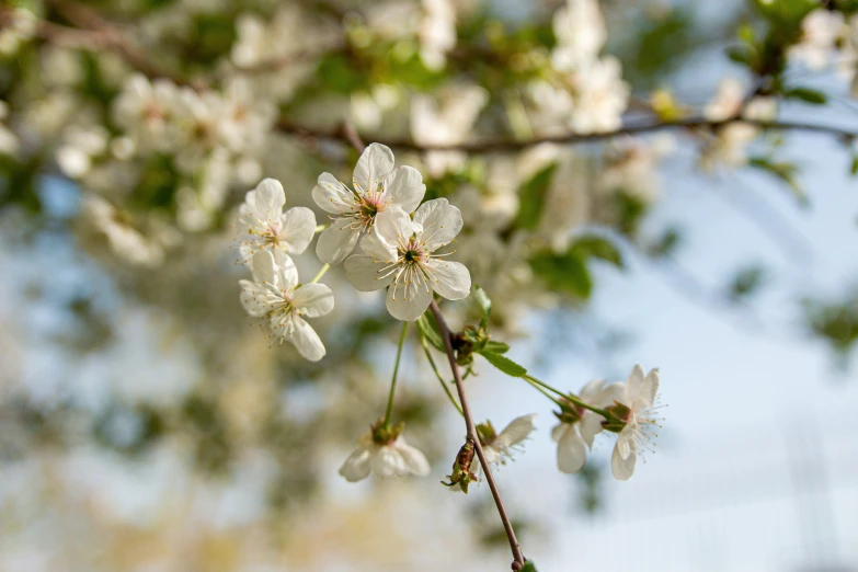 white flowers on nches outside near blue sky