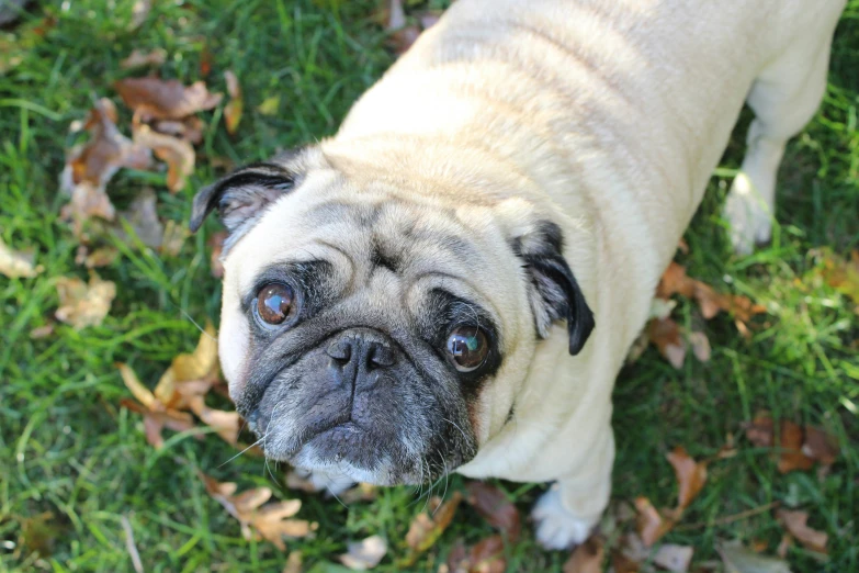 a pug looking up while standing in the grass