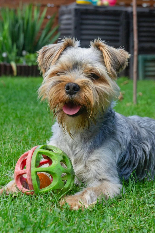 a cute little dog lays in the grass